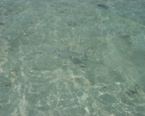 Cuba Bonefish